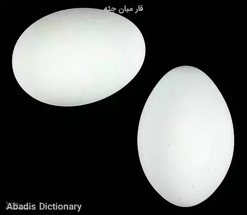 قار میان جثه